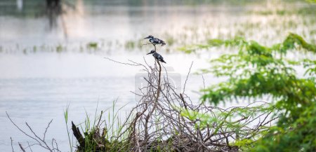 Téléchargez les photos : Paire d'oiseaux Pied Kingfisher chassant près du plan d'eau de la lagune dans la belle matinée au parc national Bundala. - en image libre de droit