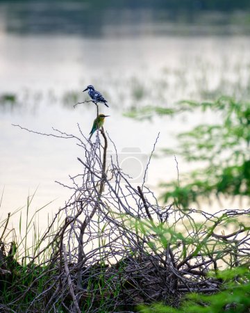 Ratteneisvogel und Blauschwanzbienenfresser hocken dicht beieinander in der Nähe der Lagune im Bundala-Nationalpark.