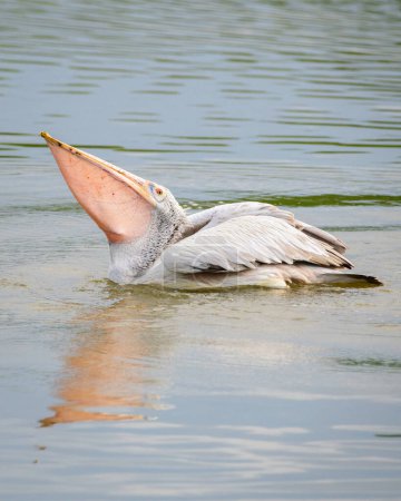 Spot-billed pelican swallowing a fish in his huge gular pouch in the lagoons of Bundala Park.