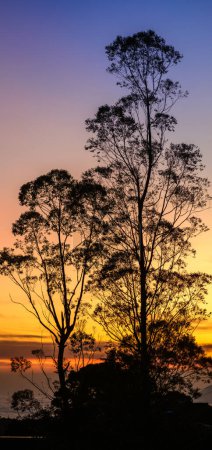 Beautiful sunrise landscape photograph, Silhouetted tall trees and colorful gradient bright skies in the background.