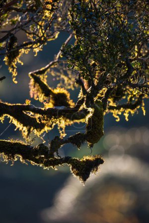 Lichens tree branches in the Montane cloud forest of the Horton Plains backlit morning light.