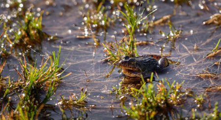 Photo for Sri Lanka paddy field frog (Minervarya greenii) on the Horton Plains National Park. - Royalty Free Image
