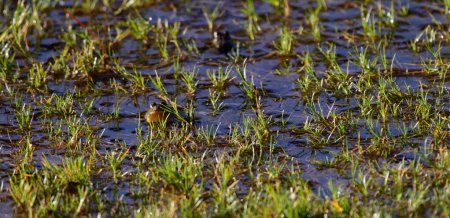 Téléchargez les photos : Grenouille rizière du Sri Lanka (Minervarya greenii) dans le parc national des plaines Horton. - en image libre de droit