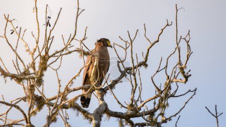 Crested serpent eagle (Spilornis cheela) perch on the bare branches tree.