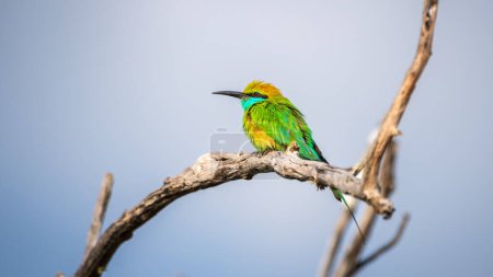 Green Bee-eater (Merops orientalis) perch, isolated against the clear sky at Yala National Park, Sri Lanka.