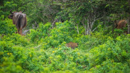 Téléchargez les photos : Un léopard affamé traquant un buffle sauvage au parc national de Yala. - en image libre de droit