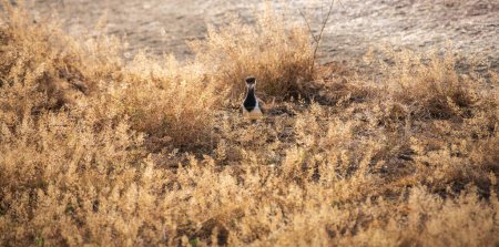 Red-wattled Lapwing (Vanellus indicus) chick walks through the grass at Yala National Park.
