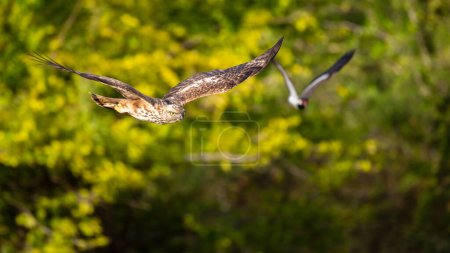 Águila halcón-águila cambiante perseguida por el lapeo rojo.
