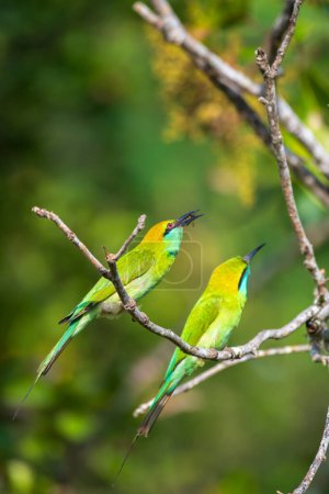 Green bee-eater feeding the offspring, nourishing with bees or insects.