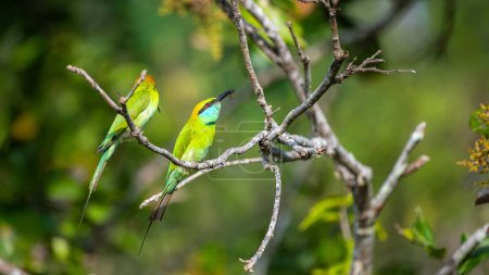 Green bee-eater feeding the offspring, nourishing with bees or insects.