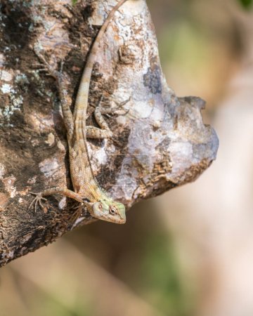 Changeable lizard on a tree at Yala National Park.