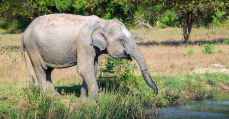 Sri-lankischer Elefant trinkt Wasser aus einem Gewässer im Yala-Nationalpark,