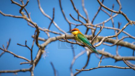 Chestnut-headed bee-eater (Merops leschenaulti) percha en el Parque Nacional de Yala.