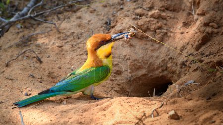 Photo for Chestnut-headed bee-eater bird with a catch going inside the tunnel, nest hole in the sandbanks to feed the chicks - Royalty Free Image