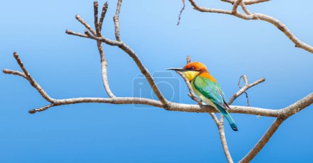 Belle perche à tête de châtaignier (Merops leschenaulti) isolée contre un ciel bleu clair au parc national de Yala