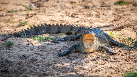 Crocodile agresseur reposant sur le sol à bouche ouverte.