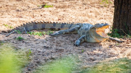 Crocodile agresseur reposant sur le sol à bouche ouverte.