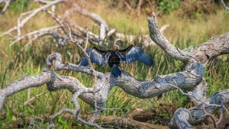 Dard d'Orient se desséchant avec des ailes tendues, perché sur un arbre tombé dans le parc national de Yala.