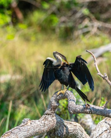 Oriental Darter trocknet sich mit ausgestreckten Flügeln auf einem umgestürzten Baum im Yala Nationalpark aus.