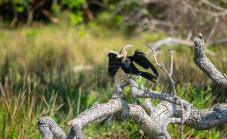 Dard d'Orient se desséchant avec des ailes tendues, perché sur un arbre tombé dans le parc national de Yala.