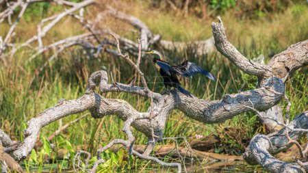 Téléchargez les photos : Dard d'Orient se desséchant avec des ailes tendues, perché sur un arbre tombé dans le parc national de Yala. - en image libre de droit