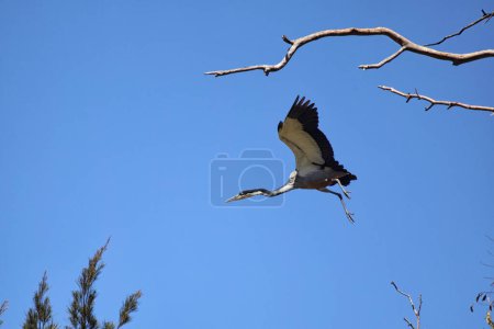 Black-headed heron (Ardea melanocephala) in flight in South Africa.