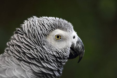 Close up of an African grey parrot (Psittacus erithacus).