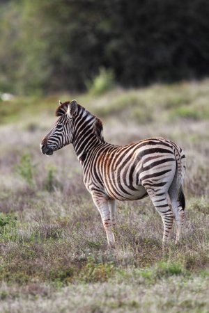 Plains Zebra (Equus quagga) im Amakhala Game Reserve, Eastern Cape, Südafrika.