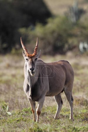 Common Eland (Taurotragus oryx) in the Amakhala Game Reserve, Eastern Cape, South Africa.