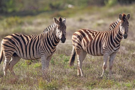 Plains Zebra (Equus quagga) im Amakhala Game Reserve, Eastern Cape, Südafrika.