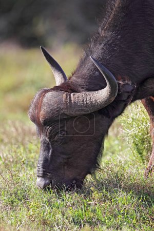Afrikanischer Büffel (Syncerus caffer) weidet im Amakhala Game Reserve, Eastern Cape, Südafrika.