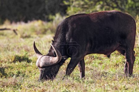 Afrikanischer Büffel (Syncerus caffer) weidet im Amakhala Game Reserve, Eastern Cape, Südafrika.