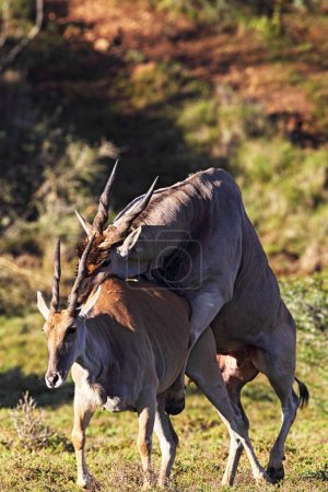 Ein Paar Elche (Taurotragus oryx) paart sich im Amakhala-Wildreservat, Eastern Cape, Südafrika.