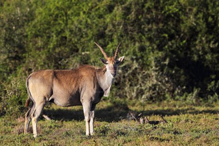 Eland commun (Taurotragus oryx) avec un Oxpecker assis au cou dans la réserve de chasse Amakhala, Cap oriental, Afrique du Sud.