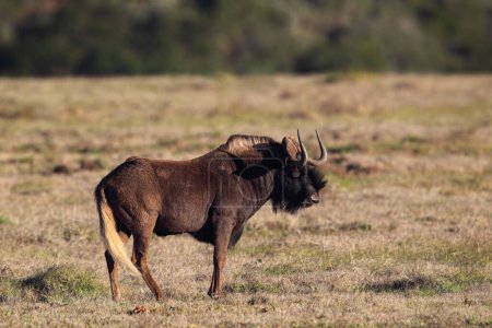 Schwarzes Gnu (Connochaetes gnou) im Amakhala-Wildreservat, Eastern Cape, Südafrika.