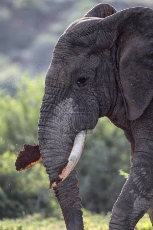 Afrikanischer Elefant (Loxodonta africana) gräbt mit seinen Stoßzähnen nach Wurzeln im Amakhala Wildreservat, Eastern Cape, Südafrika.