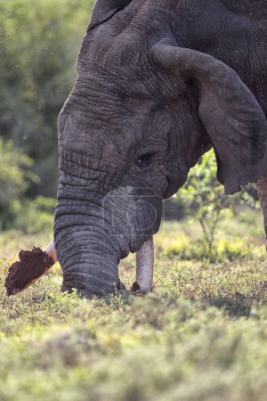 Afrikanischer Elefant (Loxodonta africana) gräbt mit seinen Stoßzähnen nach Wurzeln im Amakhala Wildreservat, Eastern Cape, Südafrika.
