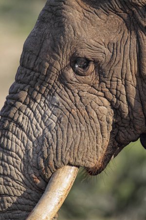 Nahaufnahme eines Afrikanischen Elefanten (Loxodonta africana) im Amakhala-Wildreservat, Eastern Cape, Südafrika.
