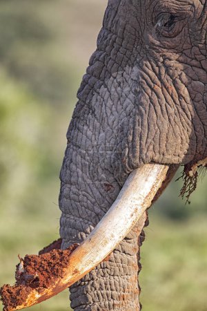 Nahaufnahme eines Afrikanischen Elefanten (Loxodonta africana), der mit seinen Stoßzähnen im Amakhala Wildreservat, Eastern Cape, Südafrika, nach Wurzeln gräbt.