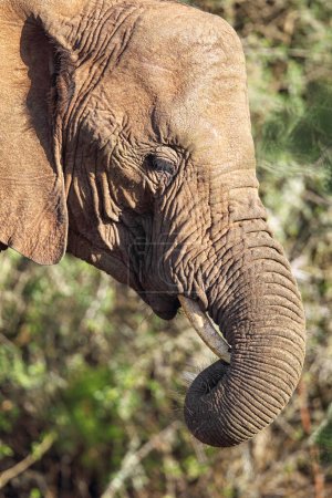 Nahaufnahme eines Afrikanischen Elefanten (Loxodonta africana) im Amakhala-Wildreservat, Eastern Cape, Südafrika.