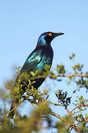 Schwarzbauchstar (Lamprotornis corruscus) sitzt auf einem Busch im Amakhala-Wildreservat, Eastern Cape, Südafrika.