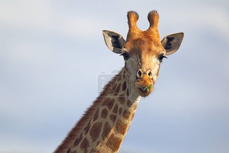 Porträt einer Giraffe (Giraffa camelopardalis) im Amakhala Game Reserve, Eastern Cape, Südafrika.