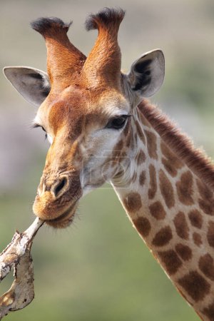 Giraffe (Giraffa camelopardalis) kaut auf einem Knochen im Amakhala Wildreservat, Eastern Cape, Südafrika.