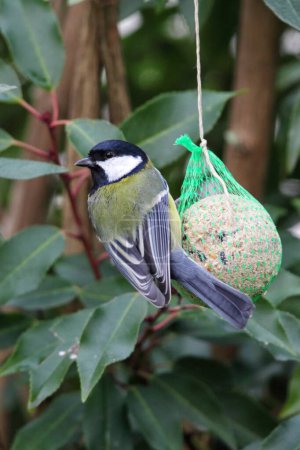 Great Tit (Parus major) sitting on a fat ball in the garden.