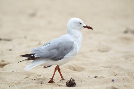 Silver Gull (Chroicocephalus novaehollandiae) on the beach of Manly, Sydney, Australia.