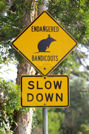 Señal de advertencia en un camino que exige reducir la velocidad para proteger los bandicoots en peligro de extinción en Manly, Sydney, Australia.