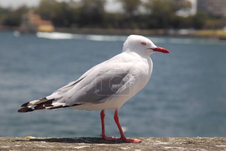 Silver Gull (Chroicocephalus novaehollandiae) in the harbour of Sydney, Australia.