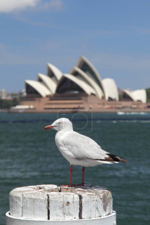 Silver Gull (Chroicocephalus novaehollandiae) in the harbour of Sydney, Australia, with the Sydney Opera House in the background.