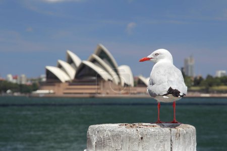 Goéland argenté (Chroicocephalus novaehollandiae) dans le port de Sydney, en Australie, avec l'opéra de Sydney en arrière-plan.