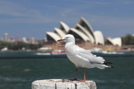 Goéland argenté (Chroicocephalus novaehollandiae) dans le port de Sydney, en Australie, avec l'opéra de Sydney en arrière-plan.